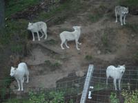 auf der Fahrt durch den Omega Wildlife-Park