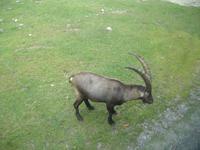 auf der Fahrt durch den Omega Wildlife-Park