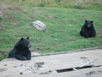 auf der Fahrt durch den Omega Wildlife-Park