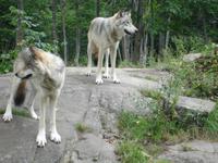 Besuch der Timberwölfe im Omega Wildlife-Park