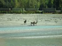 Wapiti - Hirsche auf dem Weg zum Emerald Lake
