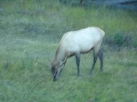 Wapiti- Hirsch auf dem Weg zum Lake Louise