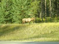  und wieder kreuzt uns ein Wapiti-Hirsch