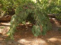 Hat Creek Ranch - Indianersauna