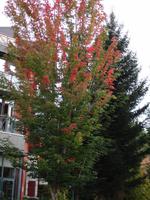 Whistler - erste Farbwechsel der Blätter