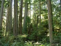 Cathedral Grove
