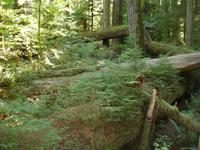 Cathedral Grove