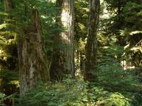 Cathedral Grove - 