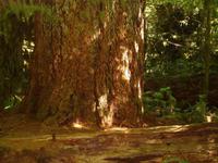 Cathedral Grove - 