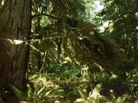 Cathedral Grove - 