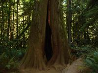 Cathedral Grove - Baumhöhle