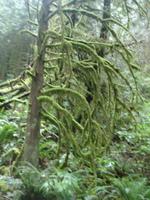 Vancouver - Spaziergang durch den Regenwald am Capilano-Fluss