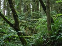 Vancouver - Spaziergang durch den Regenwald am Capilano-Fluss