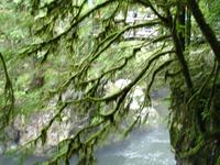 Vancouver - Spaziergang durch den Regenwald am Capilano-Fluss