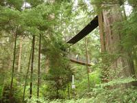 Vancouver -  im Park der Capilano Suspension Bridge