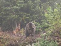 Vancouver - Grouse Mountain, endlich ein Grizzly-Bär
