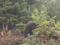 Vancouver - Grouse Mountain, endlich ein Grizzly-Bär