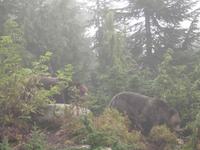 Vancouver - Grouse Mountain, sogar zwei Grizzly-Bären