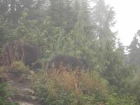 Vancouver - Grouse Mountain, sogar zwei Grizzly-Bären