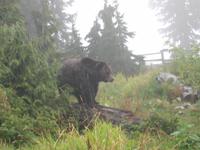 Vancouver - Grouse Mountain, endlich ein Grizzly-Bär
