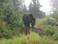 Vancouver - Grouse Mountain, endlich ein Grizzly-Bär