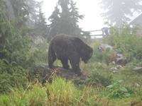 Vancouver - Grouse Mountain, endlich ein Grizzly-Bär