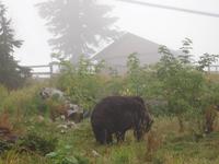 Vancouver - Grouse Mountain, endlich ein Grizzly-Bär