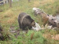 Vancouver - Grouse Mountain, endlich ein Grizzly-Bär