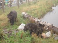 Vancouver - Grouse Mountain, sogar zwei Grizzly-Bären