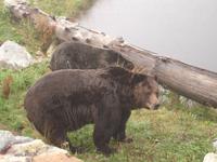Vancouver - Grouse Mountain, sogar zwei Grizzly-Bären