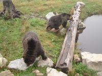 Vancouver - Grouse Mountain, sogar zwei Grizzly-Bären