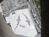 Das neue Meeresmuseum von Toronto - Blick vom Tower
