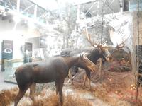 kleine Ausstellung im Besucherzentrum des Algonquin Nationalparks