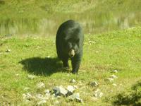 nah dran an den Tieren...