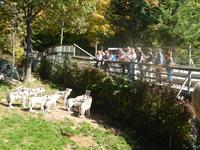 Fütterung der Wölfe mit Wurst...