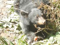 ... und der Bären mit Möhren