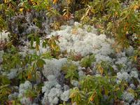 Pflanzenvielfalt im kanadischen Wald