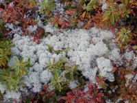 Pflanzenvielfalt im kanadischen Wald