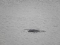 Minkiwal im St. Lorenz Strom