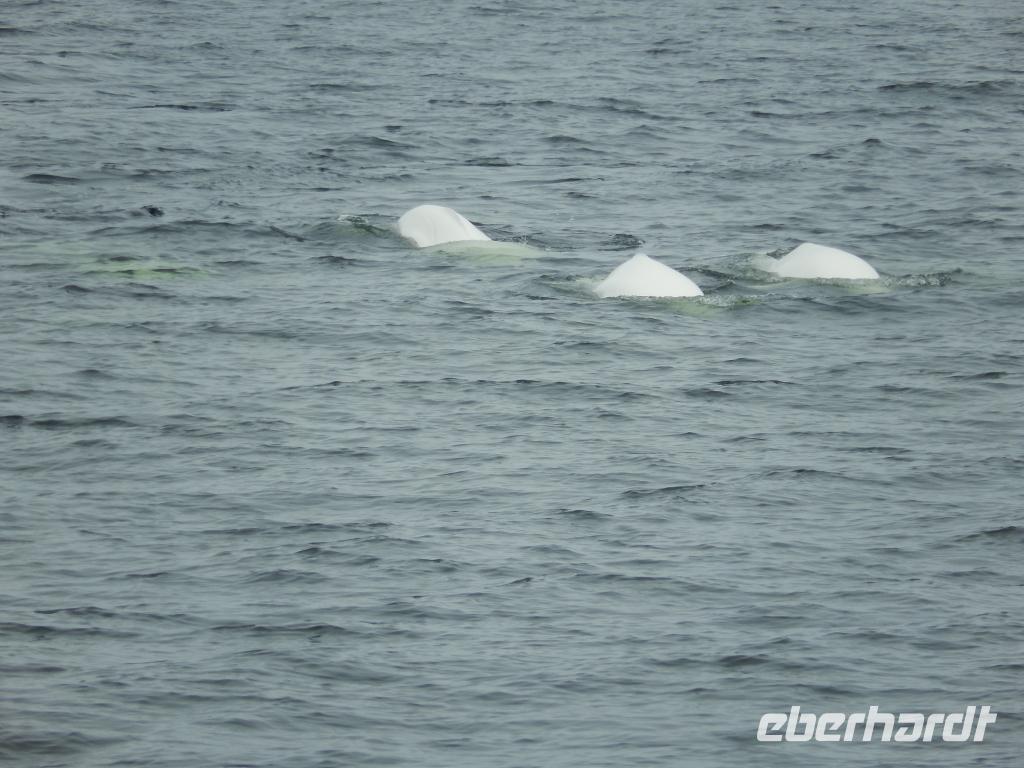 Beluga Wale