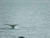 Perfekt, die Flosse des Finnwals