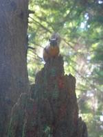 Capilano Suspension Bridge Park