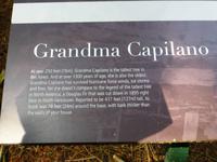 Capilano Suspension Bridge Park