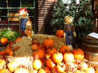 Capilano Suspension Bridge Park