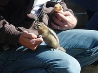 Zutrauliche Tierchen :-)