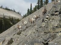 Entlang des Icefield Parkway