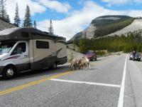 Entlang des Icefield Parkway