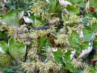 Wanderung am Maligne Lake