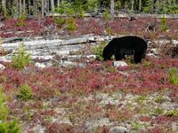 Schwarzbär gesichtet!