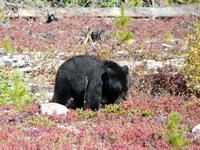 Schwarzbär gesichtet!